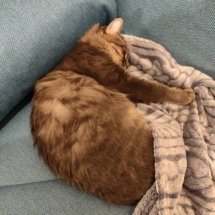 A small grey cat cuddles a fluffy blanket.