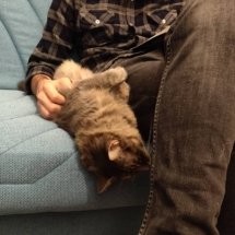 A small grey cat cuddles my partner's leg while he reads a book.