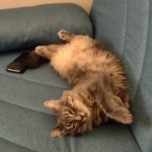 A fluffy grey cat sleeps on an aqua couch. She is upside down.