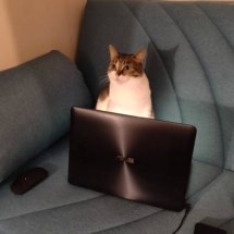 A brown and white cat sits in front of a laptop; she looks up, as if you've interrupted her work.