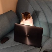 A brown and white cat sits in front of a laptop; she looks down, as if she's programming circles around you.