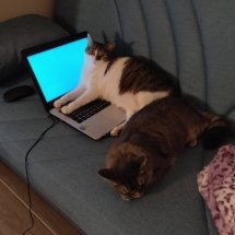 A brown and white cat lays on top of an open laptop. A tiny grey cat sleeps next to her. They are on an aqua couch.