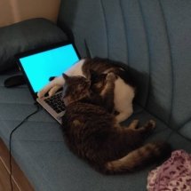 Two cats cuddle on top of an open laptop.