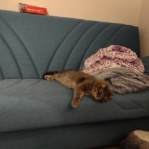 Lucy lazily sleeps on the couch