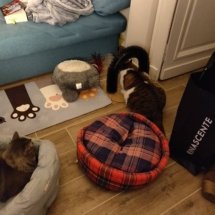 The cats explore a new bed and a new scratchy arch toy.