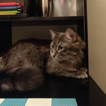 Lucy sits in a small shelving unit on the table.