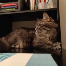 Lucy sits in a small shelving unit on the table.