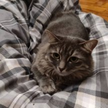 A fluffy grey cat sleeps on top of a duvet.