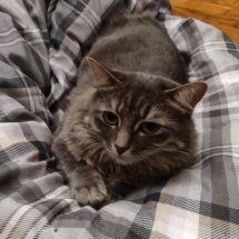 A fluffy grey cat sleeps on top of a duvet.
