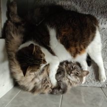 Two kittens cuddle with each other on a grey rug.