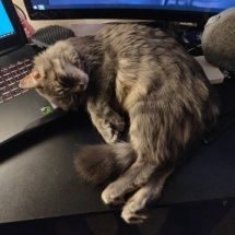 A fluffy grey cat cuddles a laptop keyboard on a desk.